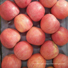 Good Quality of Fresh Red Qinguan Apple
